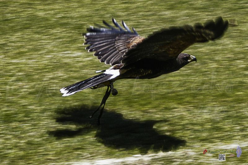 Volando a ras de suelo.jpg